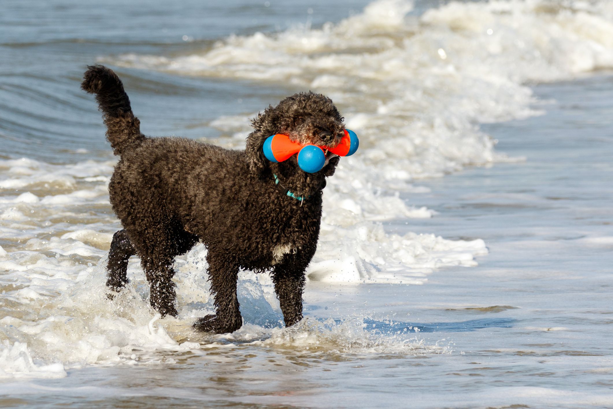 Top 5 Water Dog Breeds – Dogster