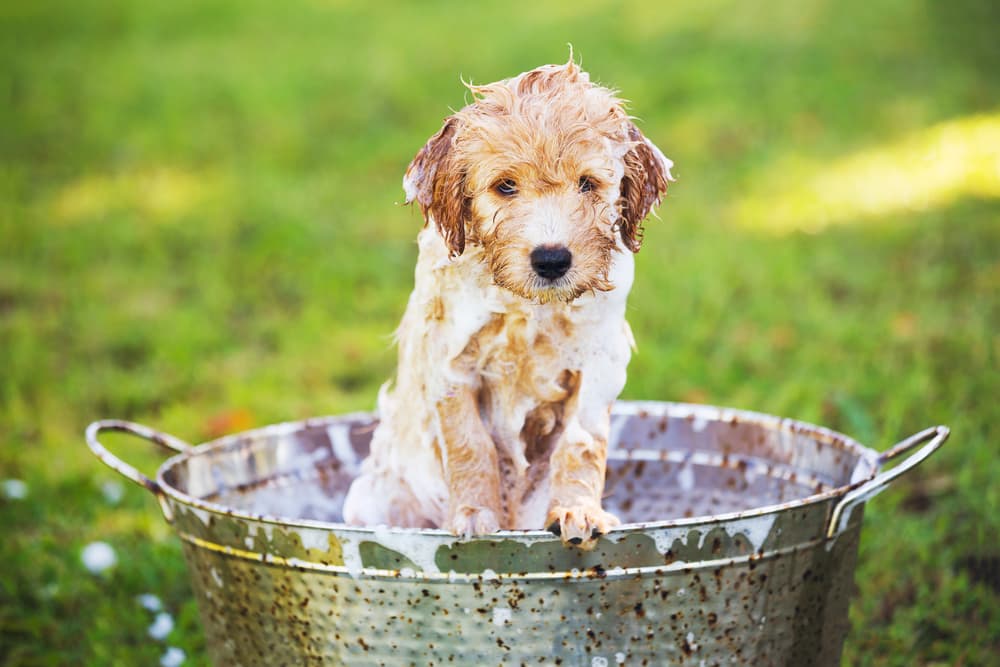 6 Best Puppy Shampoos According to Groomers - Vetstreet