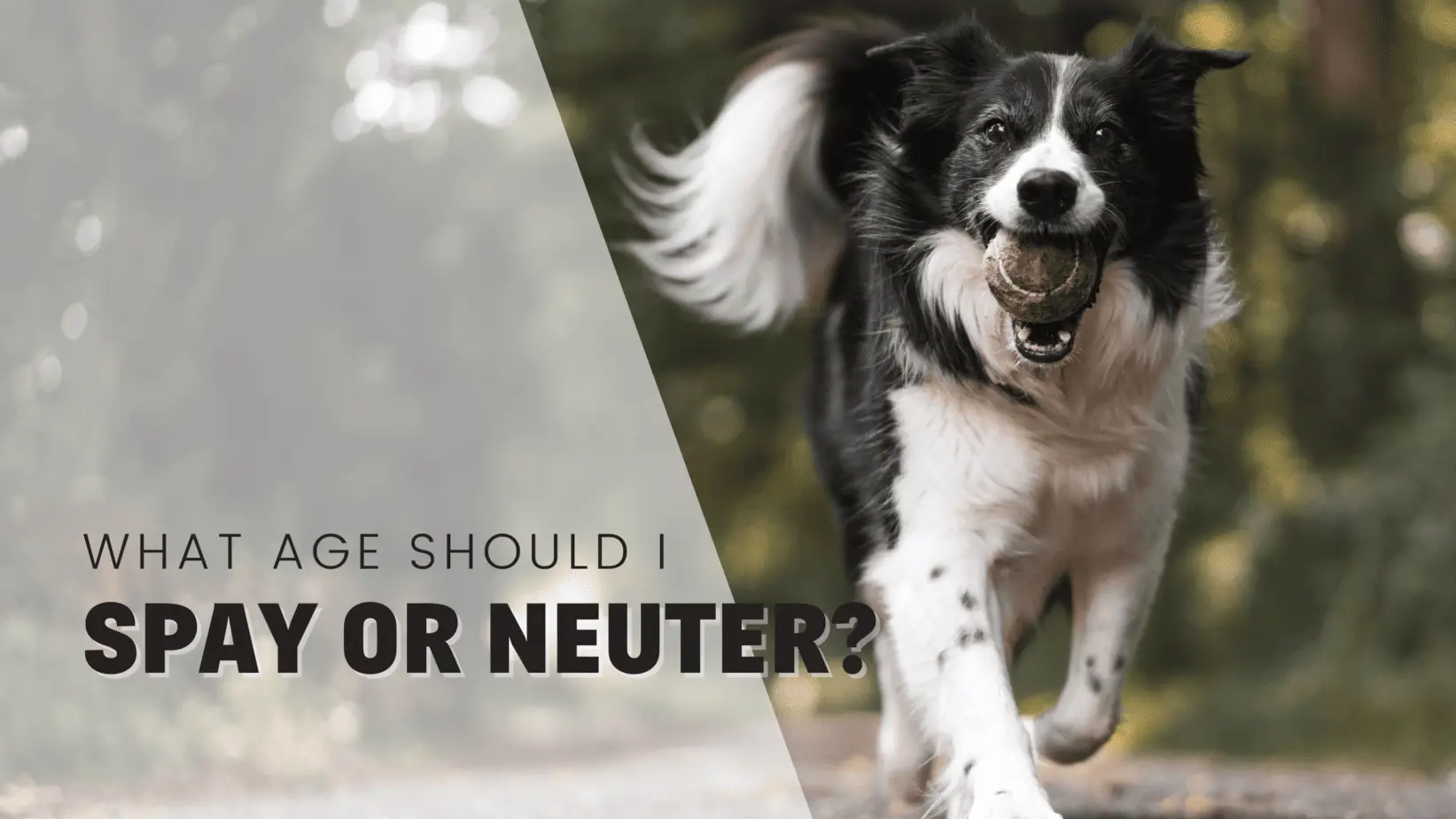 When To Spay Or Neuter My Dog or Puppy [2023]