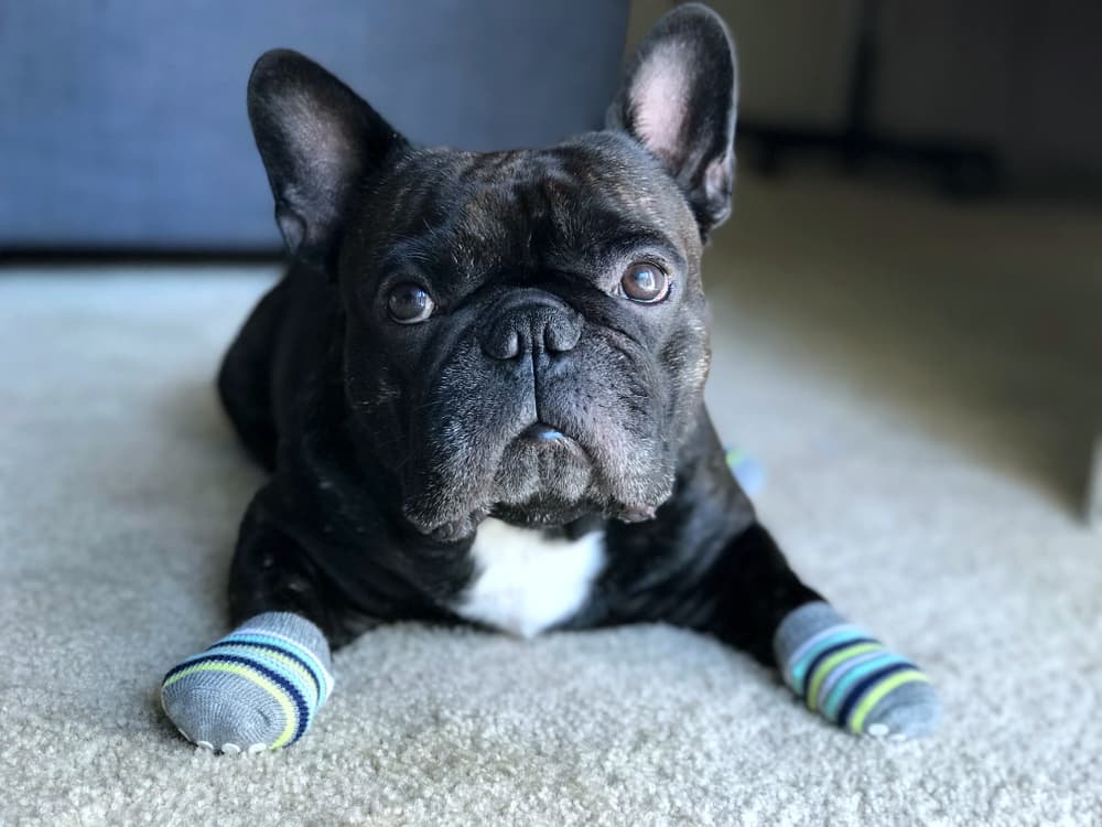 6 Best Dog Grip Socks to Prevent Slipping and Sliding - Vetstreet