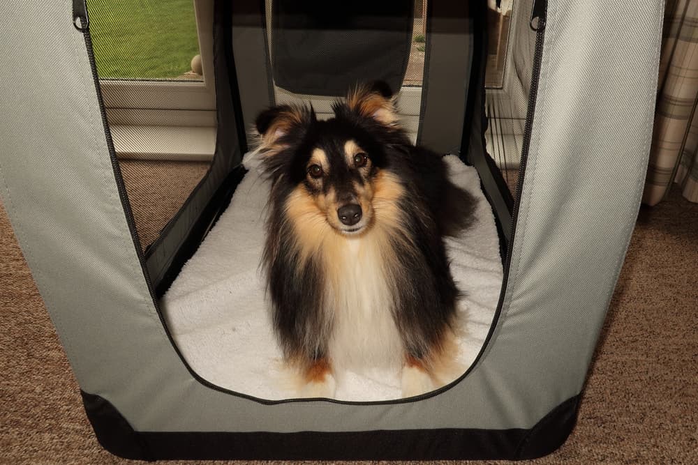 8 Best Soft Dog Crates for Comfort and Convenience - Vetstreet