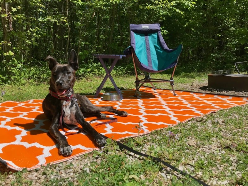 Brindle dog laying on an orange mat at a pet friendly campground
