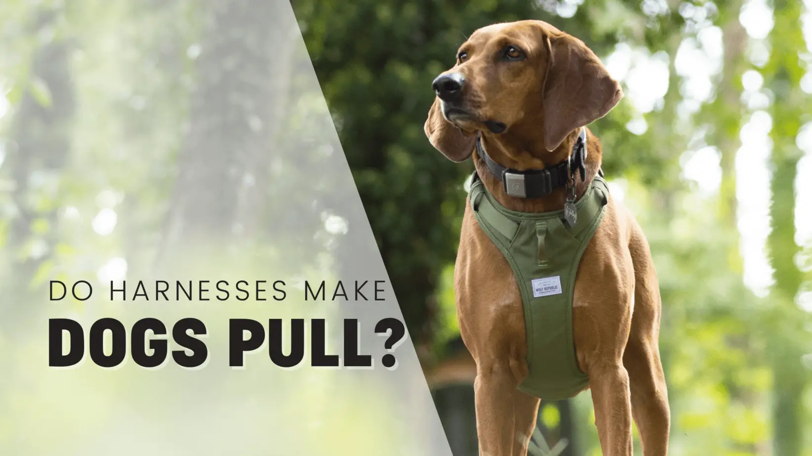 Do Harnesses Make Dogs Pull More? Pro Trainer Explains - 2024