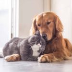 10 Dog Breeds With the Most Unusual Friendships with Other Animals