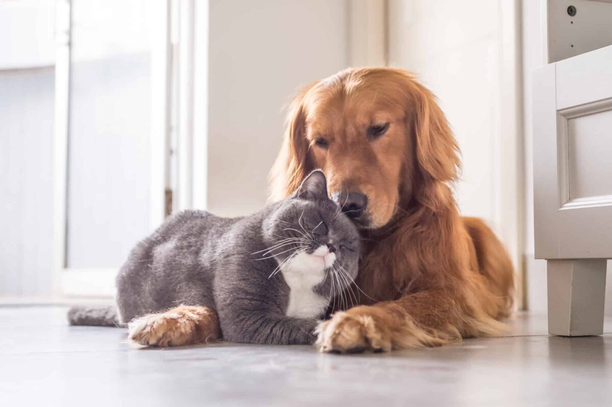 10 Dog Breeds With the Most Unusual Friendships with Other Animals