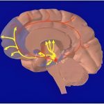 Brain Care Score Linked to Lower Risk of Late-Life Depression