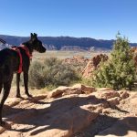 Hiking With Dogs – 7 Essentials For Desert Trails